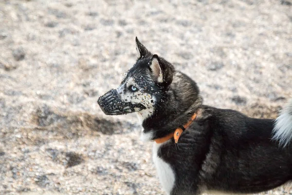 Cão husky com olhos diferentes em um focinho na praia de areia — Fotografia de Stock