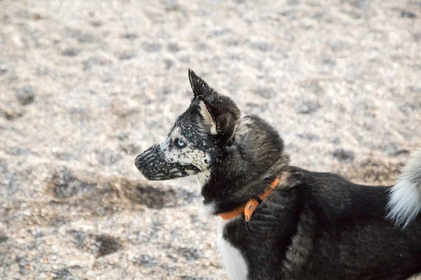 Cão husky com olhos diferentes em um focinho na praia de areia — Fotografia de Stock
