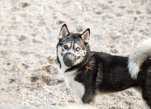 Husky pies z różnymi oczami w kagańcu na piaszczystej plaży — Zdjęcie stockowe