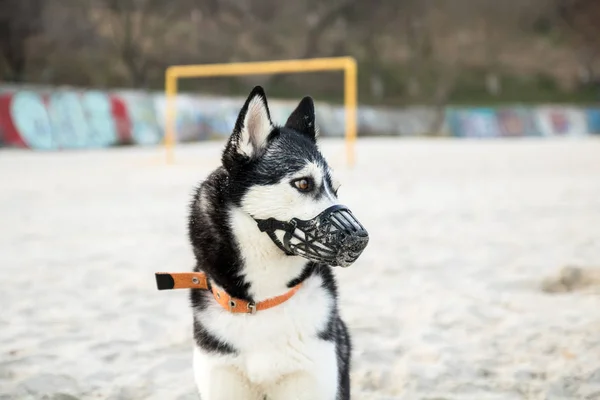 Husky pies z różnymi oczami w kagańcu na piaszczystej plaży — Zdjęcie stockowe