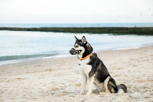 Husky pies z różnymi oczami w kagańcu na piaszczystej plaży — Zdjęcie stockowe