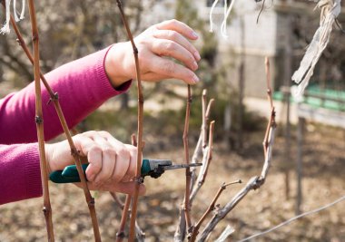 bir makas ile bir mezarlık içinde kadın budama üzüm Vines