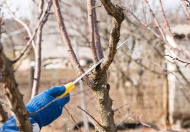 adam bir bahçe testere ile bir bahçede bahar ağacı budama yapar