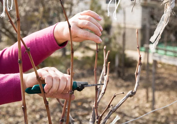 woman pruning grape vines in a grapeyard with a scissors