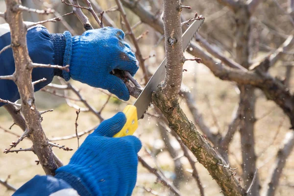 adam bir bahçe testere ile bir bahçede bahar ağacı budama yapar