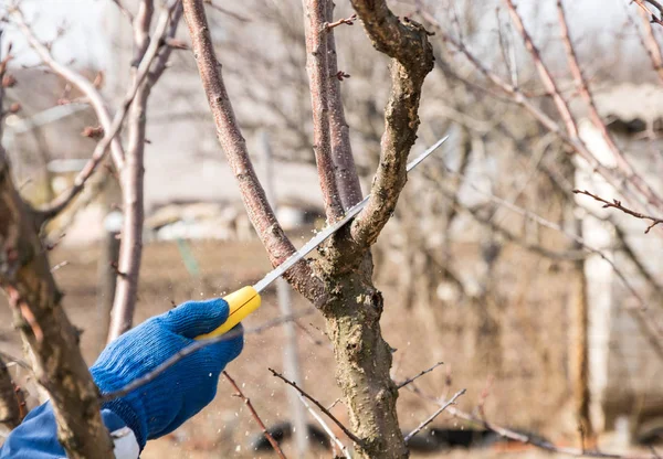 adam bir bahçe testere ile bir bahçede bahar ağacı budama yapar