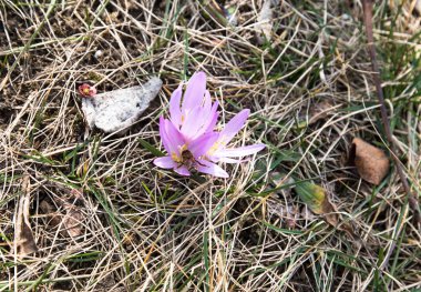 Petal üzerinde bir arı ile ilk menekşe çiçek Crocus