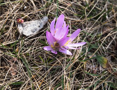 Petal üzerinde bir arı ile ilk menekşe çiçek Crocus