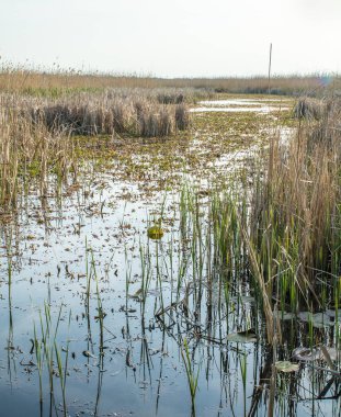 sazlık ve çim, küçük tekne için kanal ile büyümüş göl