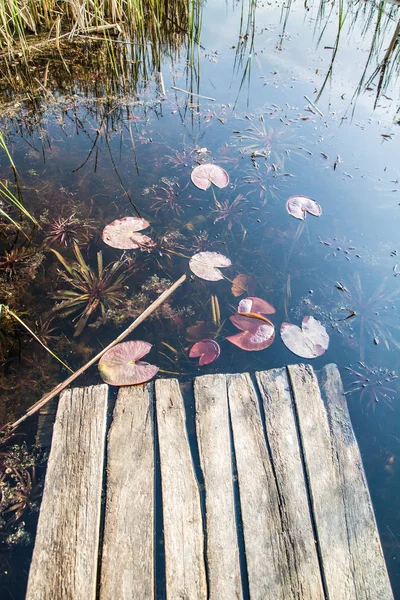 old wooden berth leads to the lake with reeds and water lilies