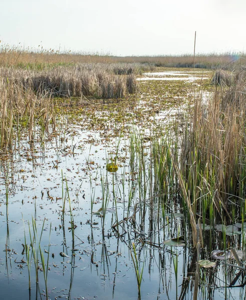 sazlık ve çim, küçük tekne için kanal ile büyümüş göl