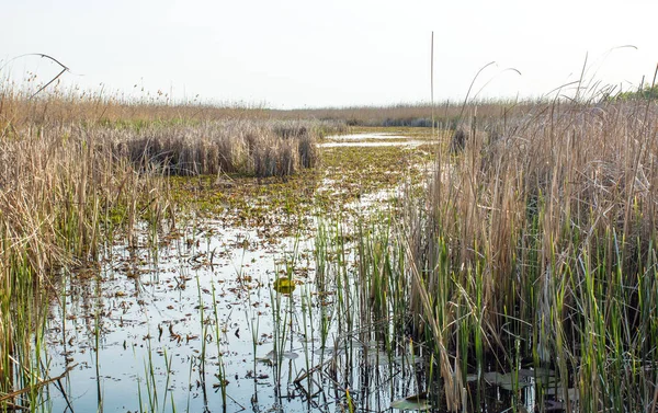 Sazlık ve çim, küçük tekne için kanal ile büyümüş göl — Stok fotoğraf