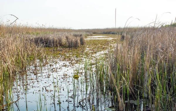 Lac envahi par les roseaux et l'herbe, canal pour petit bateau — Photo