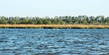 uzakta gölde yüzen kuğular ve otlar