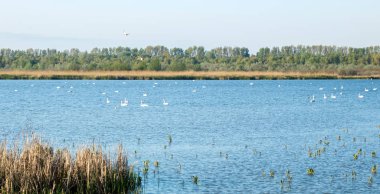 uzakta gölde yüzen kuğular ve otlar