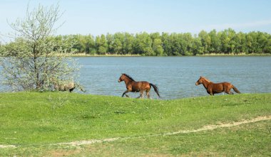 nehir boyunca uzanan vahşi kahverengi atlar sürüsü