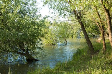 nehirde yüksek su, suda bataklık ağaçlar