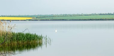 yeşil sazın yanında pürüzsüz bir su ile bir göl üzerinde güzel kuğu