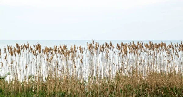 Stěna žlutého reedového keře, moře na pozadí — Stock fotografie