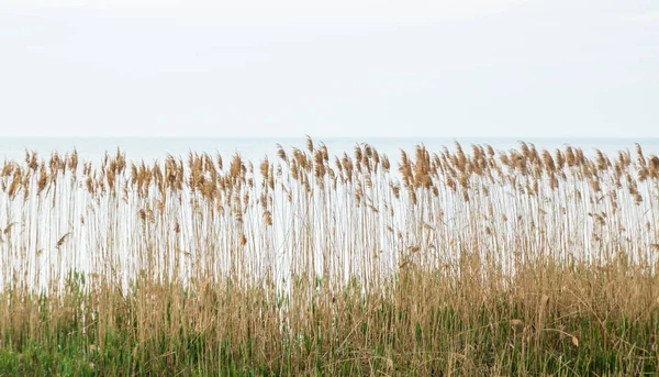 Stěna žlutého reedového keře, moře na pozadí — Stock fotografie