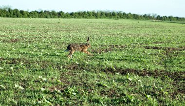 Yaban Tavşanı gün batımında yeşil alanda koşuyor.