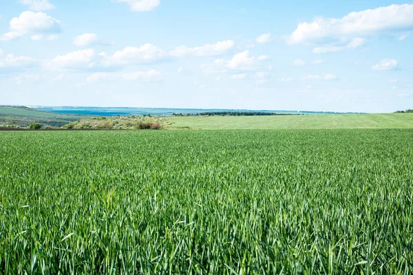 Campo verde de brotes de trigo jóvenes, a la horrorosa — Foto de Stock