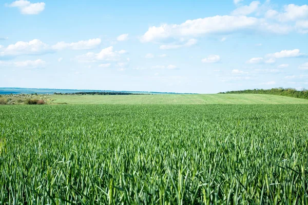 Campo verde de brotes de trigo jóvenes, a la horrorosa — Foto de Stock