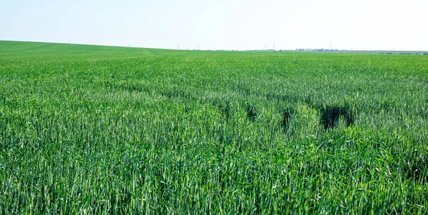 Campo verde de brotes de trigo jóvenes con huellas de neumáticos de rueda en la hierba, a la horrizon — Foto de Stock