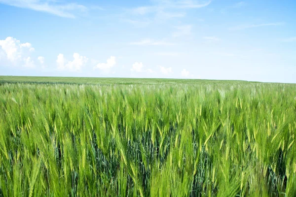 Campo verde de brotes de trigo jóvenes, a la horrorosa — Foto de Stock
