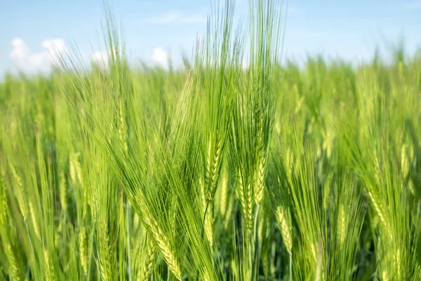 Campo verde de brotes de trigo jóvenes, vista de cerca — Foto de Stock