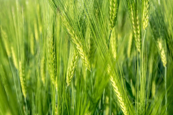 Campo verde de brotes de trigo jóvenes, vista de cerca — Foto de Stock
