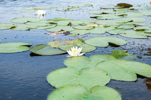 göl üzerinde beyaz nilüferler alanı
