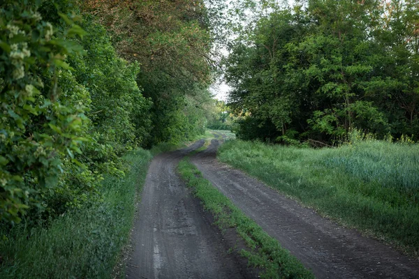 Ländliche Straße entlang der grünen Mauer aus Bäumen und grünem Gras — Stockfoto