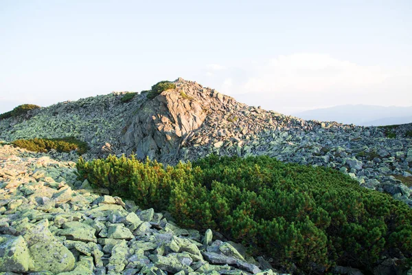 山の上に大きな緑色の石のスクリー, 夕日の光で高山松で覆われて — ストック写真