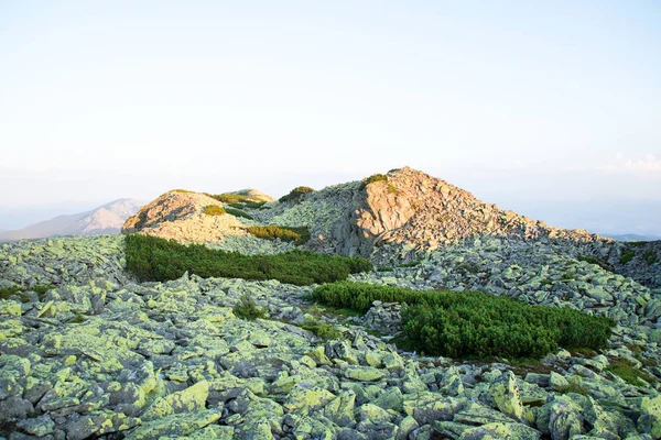 山の上に大きな緑色の石のスクリー, 夕日の光で高山松で覆われて — ストック写真