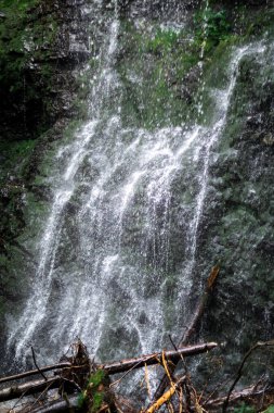 etrafında koyu orman koyu yeşil bitkiler yüksek şelale, şelale altında günlükleri
