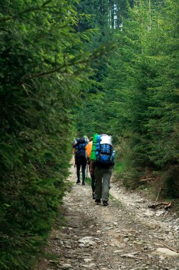 ladin ormanında dağ yolu üzerinde tanınmayan yürüyüşçüler grubu