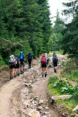 ladin ormanında dağ yolu üzerinde tanınmayan yürüyüşçüler grubu