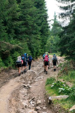 ladin ormanında dağ yolu üzerinde tanınmayan yürüyüşçüler grubu