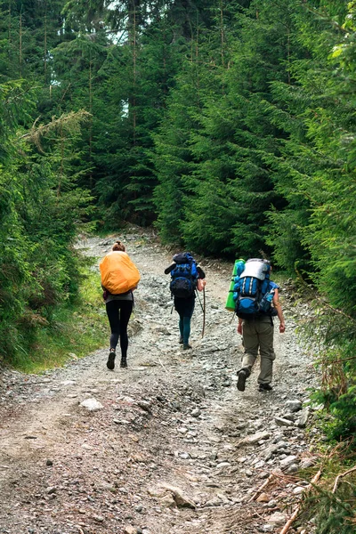 A hegyi ösvényen, a fenyőerdőben található, felismerhetetlen túrázók csoportja — Stock Fotó