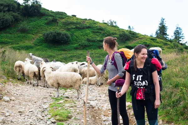 Duas garotas caminhantes perto de um rebanho de ovelhas na trilha nas montanhas — Fotografia de Stock