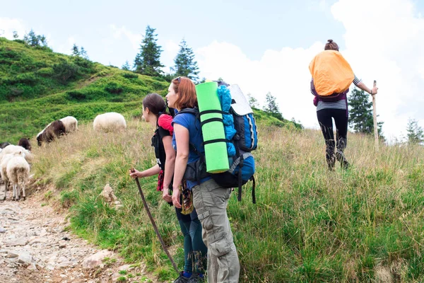 two hiker girls near a flock of sheeps on the trail in the mountains