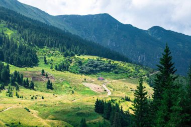 yeşil orman ile çevrili ayak tepelerde sarı dağ glade, glade üzerinde koyun