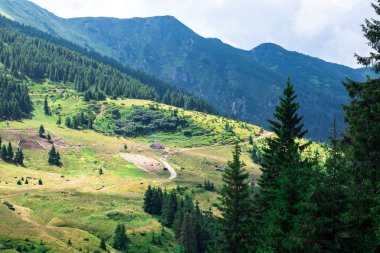 yeşil orman ile çevrili ayak tepelerde sarı dağ glade, glade üzerinde koyun