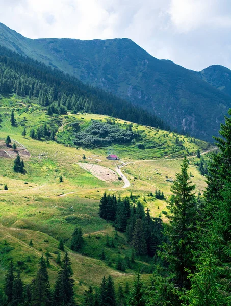 Yellow mountain glade in the foot hills surrounded with green forest, sheeps on the glade — Stock Photo, Image