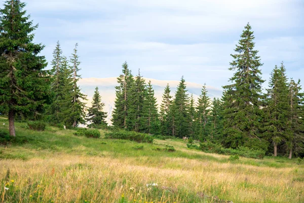 Glade in the mountain forest, mountain ridge in sunset light on the background — Stock Photo, Image