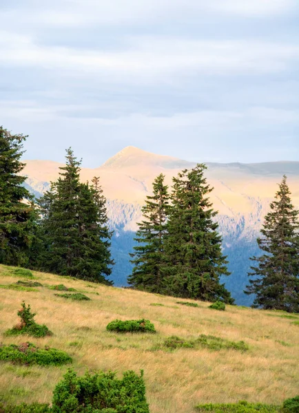 Big Mountain w pomarańczowym świetle słońca, świerk lasu na pierwszym planie, chmury wanilii — Zdjęcie stockowe