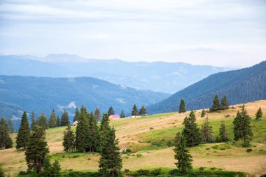 arka planda dağ vadisinde kulübe ve koyun sürüsü, sarı çimen ler ve mavi dağlar