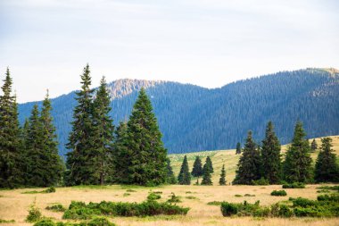 dağ ormanında glade, arka planda mavi ışıkta dağ sırtı