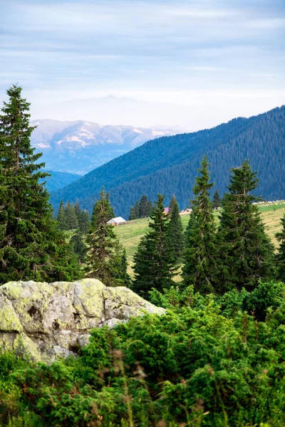 Huts and sheeps herd in the mountain valley, yellow grass and blue mountains on the background — Stock Photo, Image